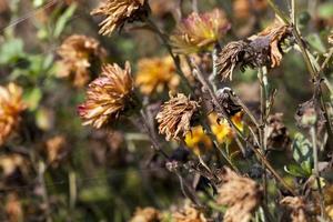 Trockenblumen in der Herbstsaison foto