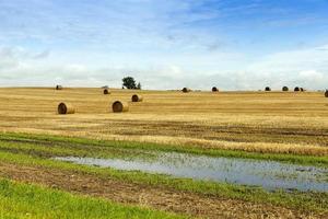 abgeernteter Bauernhof, Feld foto