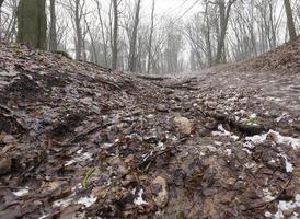 Herbst verrottendes Laub foto