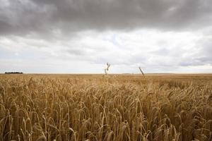 Getreidefeld im Sommer foto