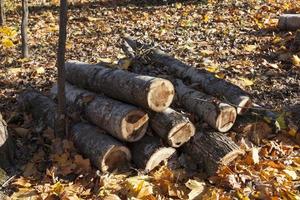 Baumstämme, die in der Herbstsaison im Wald liegen foto