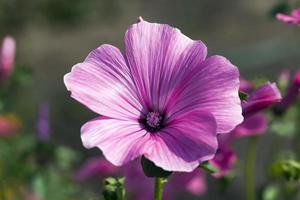 kleine rosa Blüten aus nächster Nähe foto