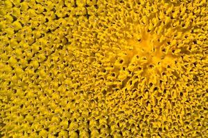 helle Details der Sonnenblume foto