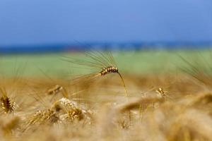 Landwirtschaft für den Anbau von Roggen und die Ernte von Getreide foto