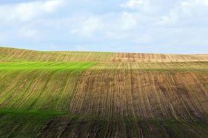 Feld mit Gras foto