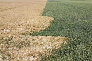 landwirtschaftliches Industriefeld, auf dem die Getreideernte wächst foto