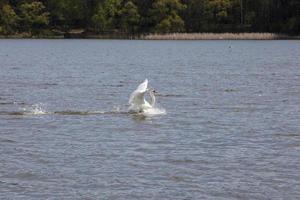 Weißer gemeiner Schwan im Frühjahr foto