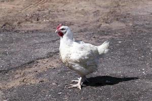 Weißes Huhn, Nahaufnahme foto