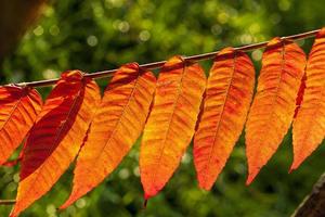 Einfluss und Auswirkung der Herbstsaison auf die Natur foto