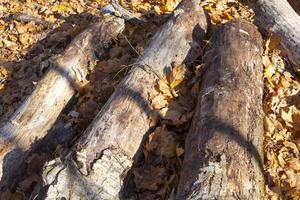 Baumstämme, die in der Herbstsaison im Wald liegen foto