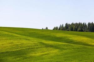 grüne Getreide sind in einem landwirtschaftlichen Bereich unreif foto