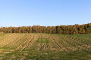 Herbstbaum mit Laub foto