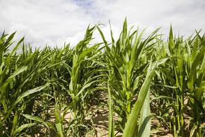 landwirtschaftliches Feld mit grünem Mais foto