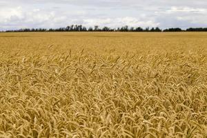 Landwirtschaft, Aktivitäten im ländlichen Raum foto