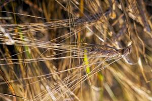 Landwirtschaft in der Region foto