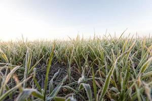 Weizen oder Roggen für den Winter gesät foto