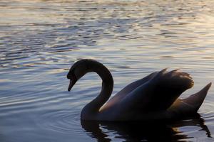 Schwimmend bei Sonnenuntergang ein Schwan foto