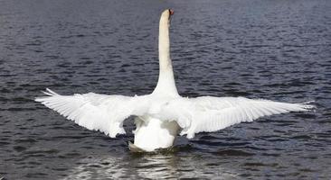 Weißer gemeiner Schwan im Frühjahr foto