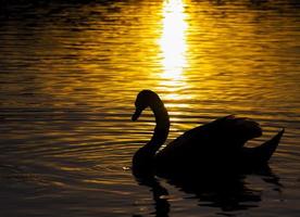 Schwimmend bei Sonnenuntergang ein Schwan foto