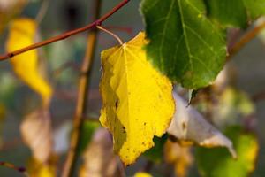 Herbstlinde mit Laub foto