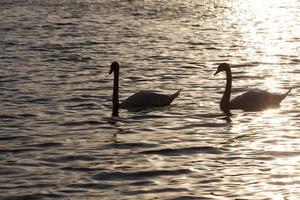 Frühling am See mit der Schwanenfamilie foto