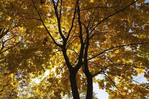 Ahornlaub in der Herbstsaison foto