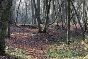 Landschaft von Laubbäumen in der Herbstsaison foto