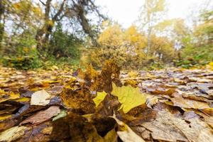 zu Boden gefallenes Laub von Laubbäumen foto