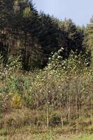 Bunte Bäume im Wald im Herbst foto