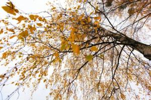 Herbstpark, bewölkt foto