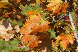 Bunte Bäume im Wald im Herbst foto