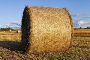 ein landwirtschaftliches Feld foto