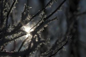 Frost auf den Zweigen foto