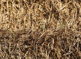 gelbes Stroh und grüner Sprössling foto