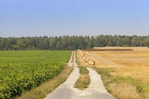 landwirtschaftliches Feld mit einer Ernte foto