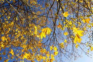 vergilbte Ahornbäume im Herbst foto