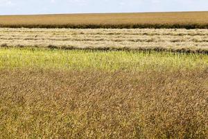 landwirtschaftliche Getreide-, Weizen- oder Roggenprodukte foto