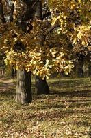 herbstlicher Wald. Weißrussland foto