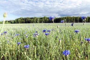 Feld mit Getreide foto