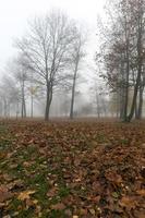 Nebel in der Herbstsaison foto