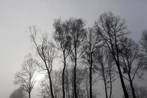 Nebel in der Herbstsaison foto