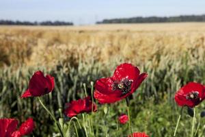 rote Mohnblumen in einem Feld foto