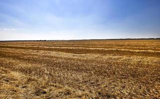 Getreide ernten - ein landwirtschaftliches Feld, auf dem Getreide geerntet wird foto