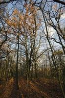 Landschaft in der Herbstsaison foto