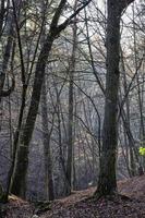 Herbstsaison, Nahaufnahme foto