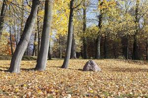 gelbes Laub, Herbst foto