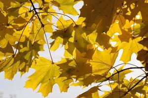 vergilbte Ahornbäume im Herbst foto