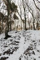 Wald im Morgengrauen foto