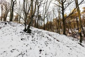 Wald im Winter foto