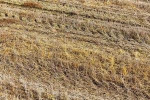 landwirtschaftliches Feld und blauer Himmel foto